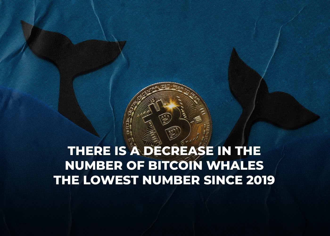 There Is A Decrease In The Number Of Bitcoin Whales The Lowest Number Since 2019